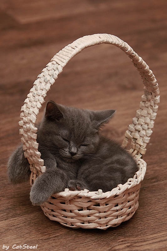 Котовторник уже сегодня!