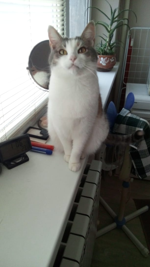 Котовторник 13-11-2018