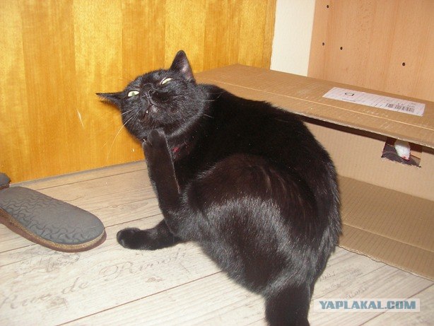 Котовторник! 08.11.11
