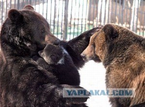 Медвежье воспитание по-украински