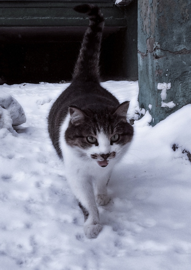 Котовторник! 13.03.2012