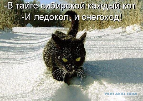 Святой котэ