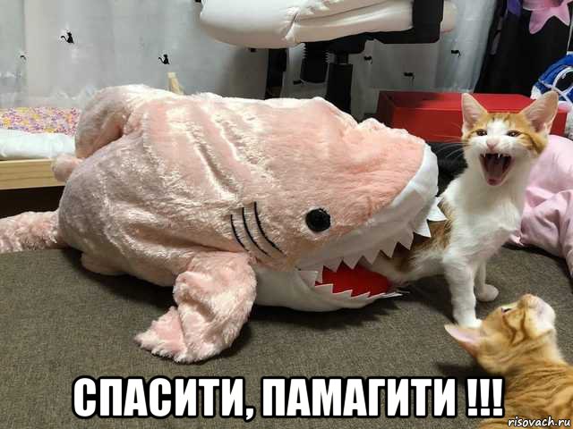 13357583.jpg