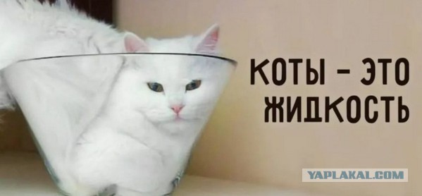 Замеряем диаметр кота