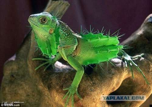 Скрестим растения и животный мир (11 фот)