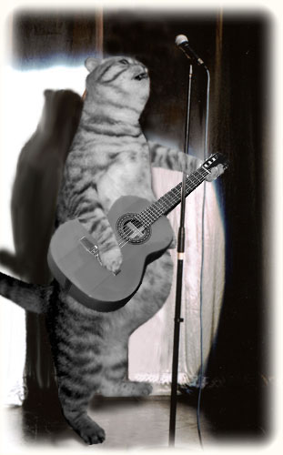 Кормим кота с рук