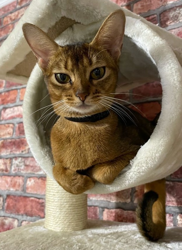 К котовторнику