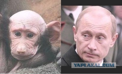 На нашего Буншу похож