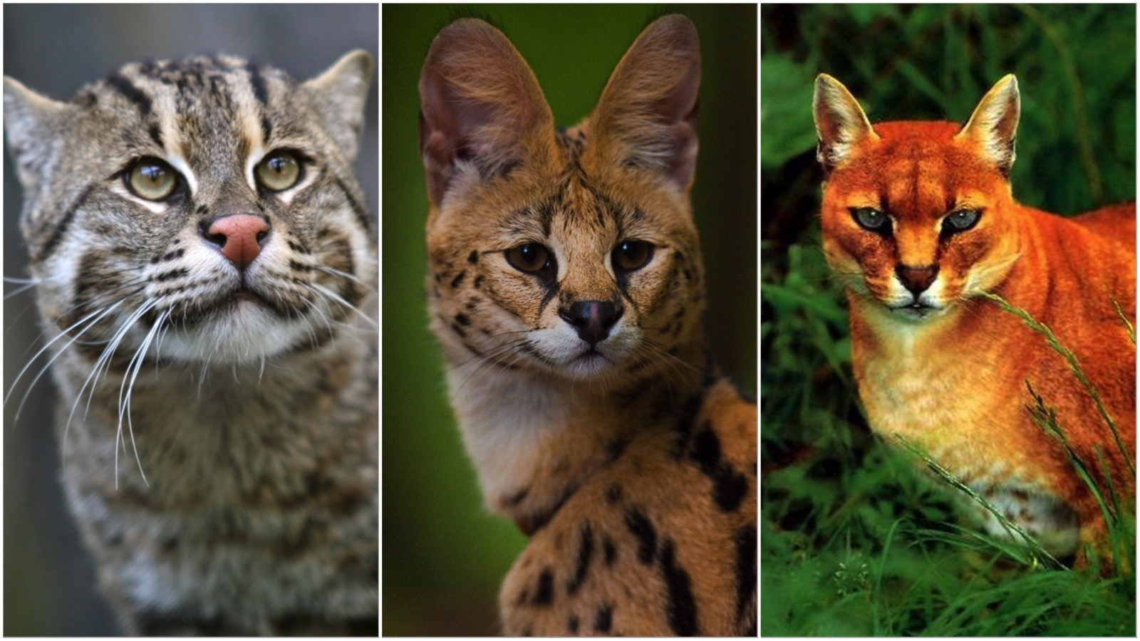 Необыкновенные кошки в дикой природе - ЯПлакалъ
