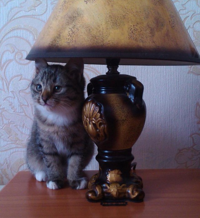 Кот с лампой