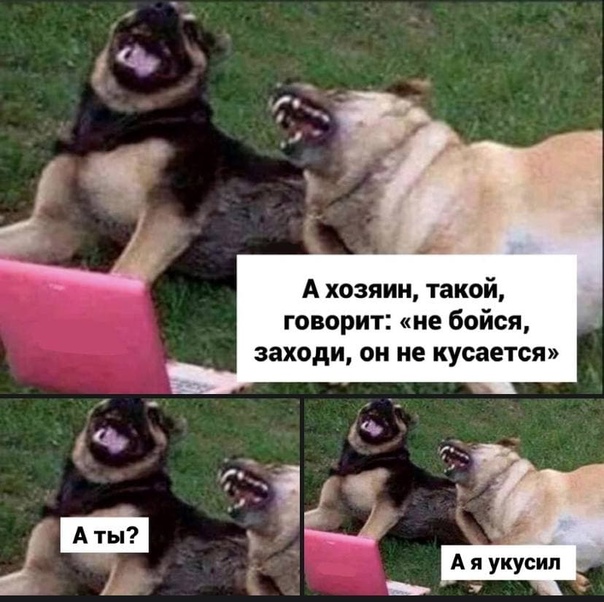 В Перми на зоозащитника напала собака