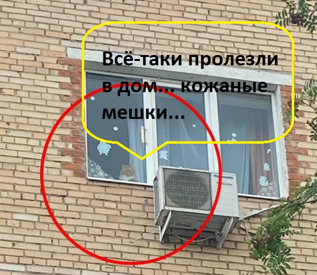 Рыжий кот закрыл дверь на щеколду