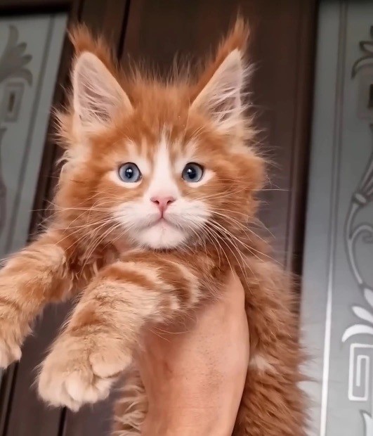 Не только котовторник, а еще и Всемирный день кошек!