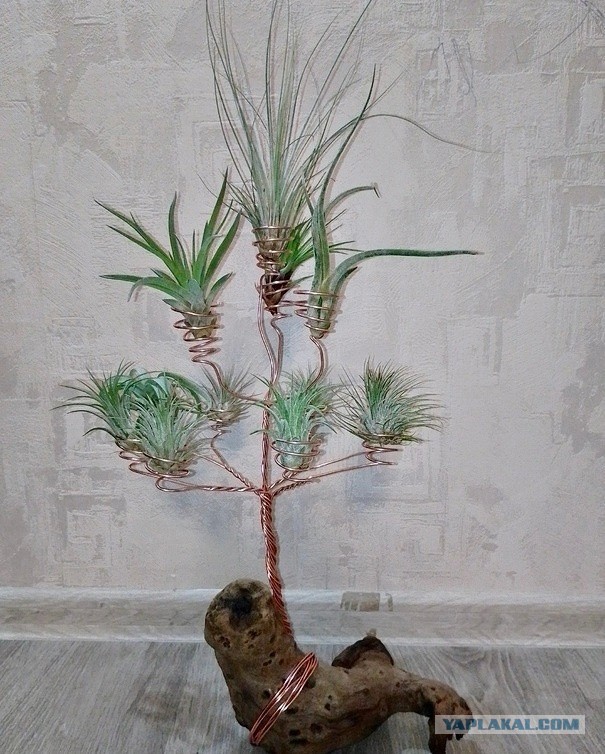 Мои флорариумы