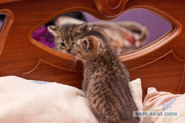 Котовторник 30.04.2013