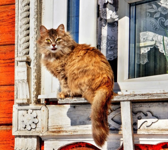 Коты деревенской породы