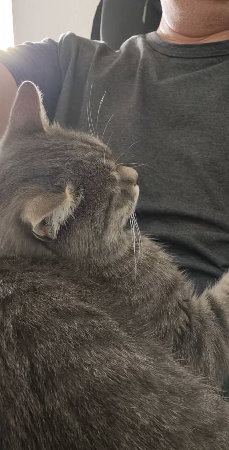 Кота с дачи забрал