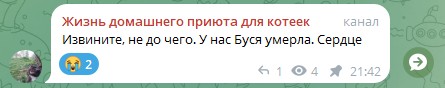 Жизнь домашнего приюта для котеек 571