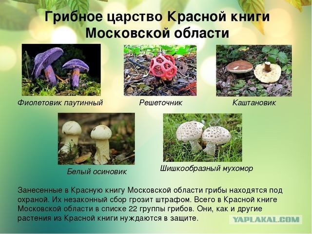 В Подмосковье ввели штрафы до 200 тыс. рублей за сбор и продажу краснокнижных грибов