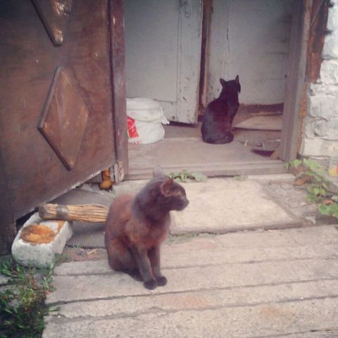Котовторник  30.07.2013