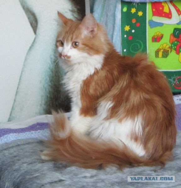 Котовторник 8.10.2013