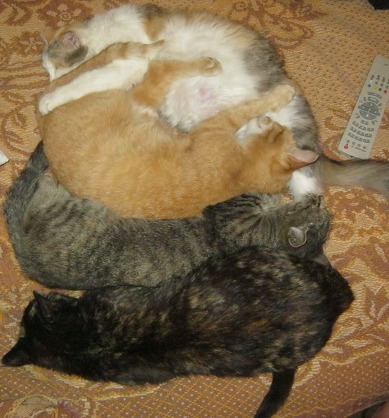 Котовторник 04.03.2014