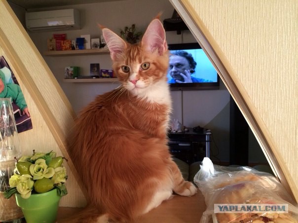 Котовторник  08.04.2014