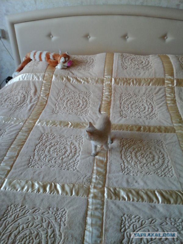 Котовторник 20.05.2014