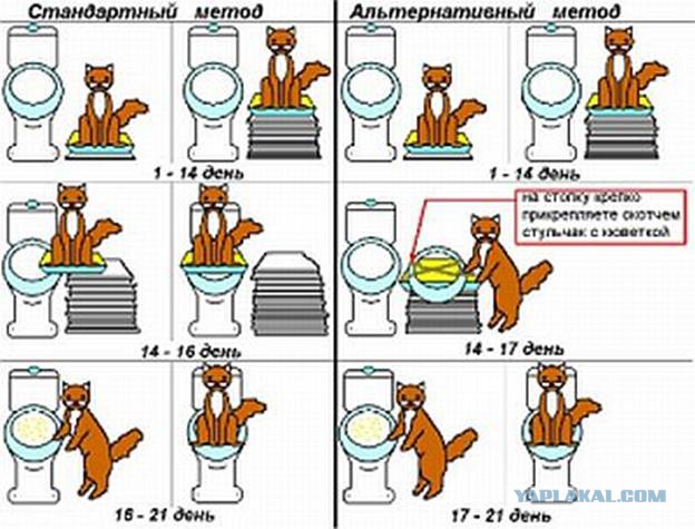 Как я кота к унитазу приучал