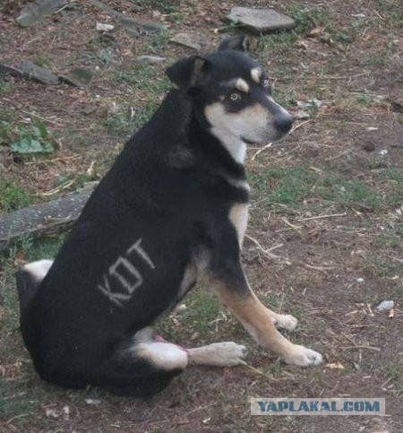 ЯП 1 000 000
