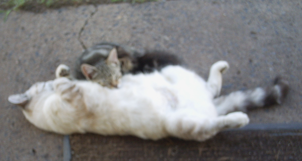 Котовторник 28.04.2015