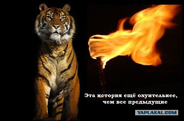 Тайное завещание Михаила Булгакова