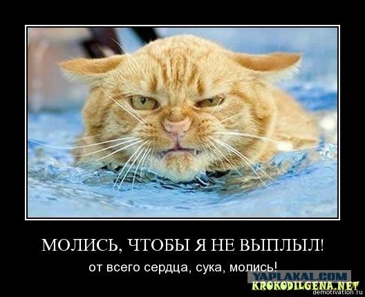 Плюшкиным посвящается