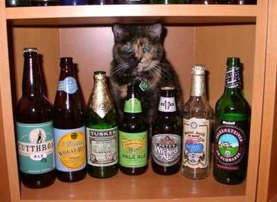 Коты, кошки, котята