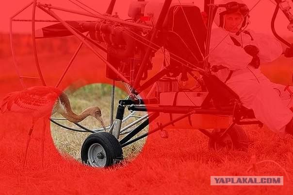 Путин с клювом в халате возглавил журавлиный клин