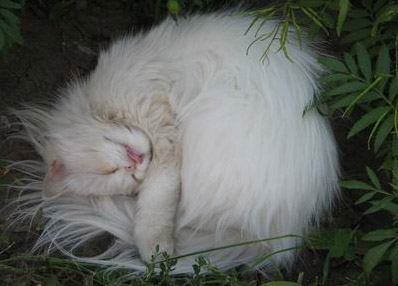 Коты, кошки, котята