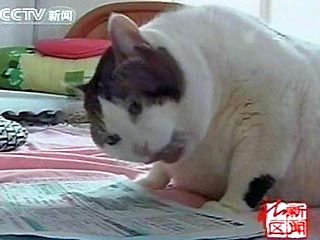 Коты, кошки, котята