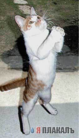 Коты, кошки, котята