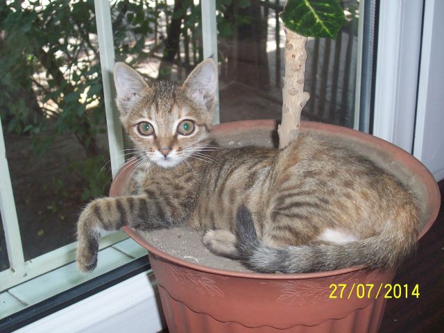 Котовторник  01.03.2016