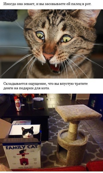 Прикольные картинки
