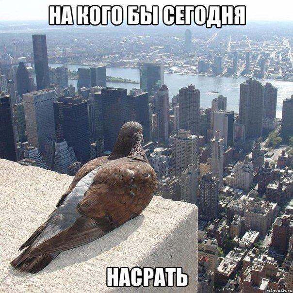 Забавные картинки из Сети