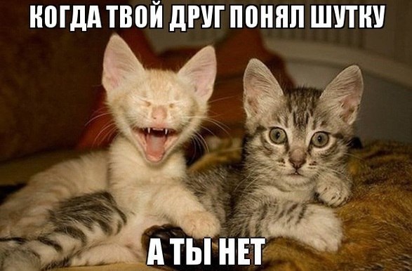 Мохнатые беспредельщики