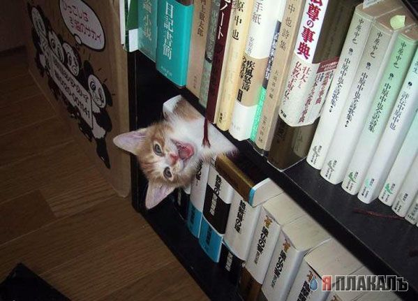 Котомет на вторник!