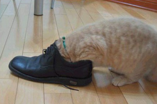 Дюжина кошаков