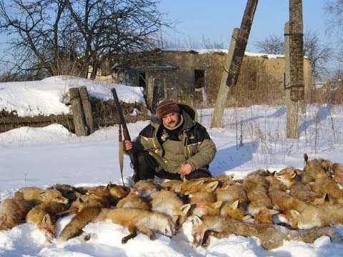 Крик раненого зайца