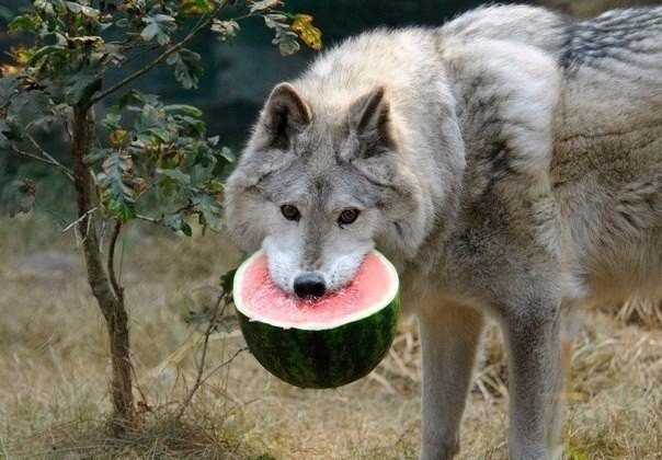Божьи твари
