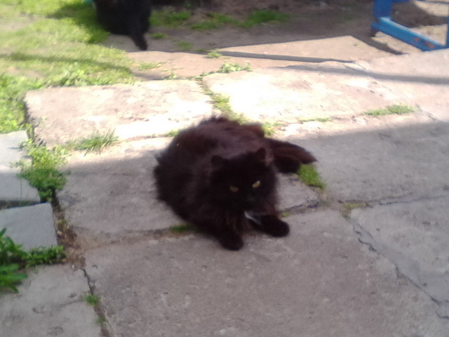 Котовторник 26.07 2016
