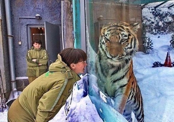 Прикольные животные
