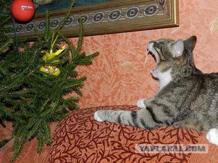Кошкоморды в дом, или почему я – Ниткина Мать