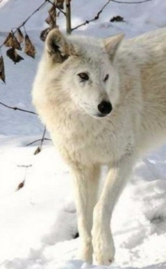 Прикольные животные